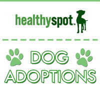 FORTE Animal Rescue Healthy Spot Adoption Event - Sunday March 17th from 2 PM to 5 PM